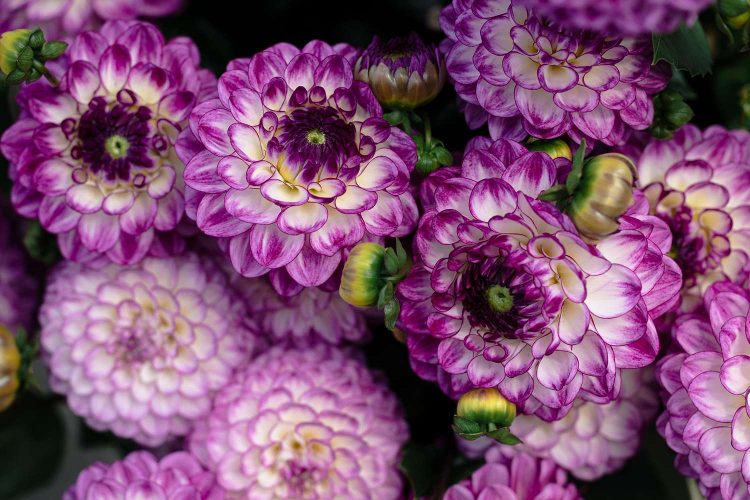 Dahlia 'Dreaming Maid'